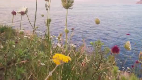 Pomalu Pohybuje Mezi Květinami Kamerou Výhledem Horu Vesuvios Západ Slunce — Stock video