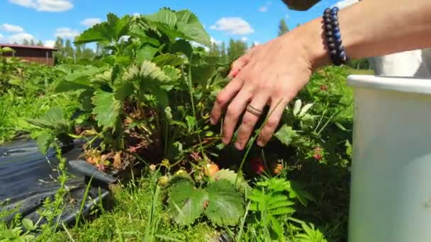Mans手工采摘草莓 手工采摘红浆果 农夫在田里干活 在花园里采摘新鲜的有机草莓 自然食物 — 图库视频影像