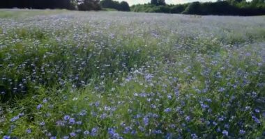 Cornflower üzerinde uçuş. Doğal tarım alanı ekin. Güzel çiçekler ve yaz doğa kompozisyonu. Buğday tarlasında mavi bir çiçek, yaban çiçeği otlakları hava manzarası. İnsansız hava aracı görüntüleri. 
