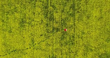 Kırmızı elbiseli, kolza tohumu tarlasında yürüyen bir kadının yukarıdan görünüşü. Güzel sarışın kadın sarı çiçek tarlasında yürüyor. Güneşli bir günde çiçek açan kolza tohumu tarlası. - Evet. Çiçek açan zengin hasat. 