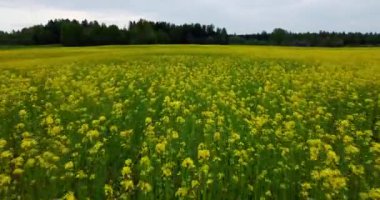 Kolza tohumu tarlasının üzerinde uçuyorlar. Sarı kolza çiçeğinin hava drone görüntüsü. Hızlı hareket eden hareket bulanıklığı. Sarı tarım kolza tohumu tarlası çiçek açtı. İHA ile renkli bitki düşük açılı görünüm. 