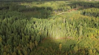 Ladin kozalaklı ağaç tepelerinde uçan orman manzarası. Ormanın üzerinden uçmak, doğal arka plan hareketi. Karışık orman, yeşil kozalaklı ağaçlar, gün ışığı renklerinde yaprak döken ağaçlar. Güneşli bir gün. 