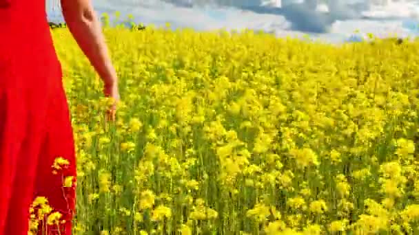 一个女人穿过菜籽田 红色衣服 黄色花的女人 — 图库视频影像