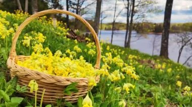 Primula veris ya da inek filetosu ve çiçek açmış inek gülü. Bir bahar günü sepetin içinde inek ayağı topladım. Sarı bahar çiçeği. Geç bahar çayırı, dolgunluk sarı soyu tükenmekte olan çiçek bitkisi.. 