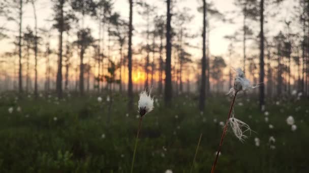 Konzentration Auf Flauschige Weiße Blume Sonnenaufgang Und Nebelschwaden Hintergrund Landwirtschaft — Stockvideo