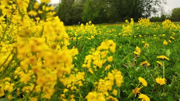 Martwy Ruch Żółty Kwiat Kwiat Rzepaku Pole Uprawne Rzepaku Kwiatem — Wideo stockowe