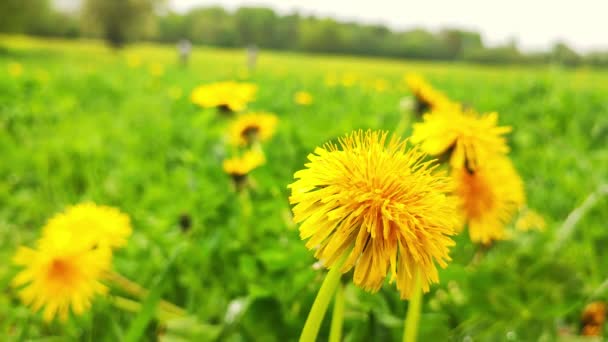 Makro Ujęcie Kwiatów Mniszka Lekarskiego Rosnących Polu Żółte Dzikie Kwitnące — Wideo stockowe