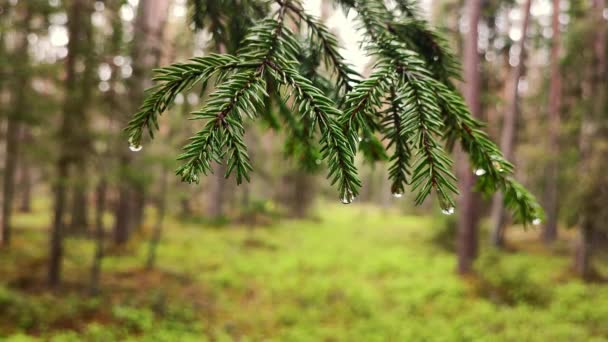 Крупный План Дождливой Погоды Капельками Воды Ветке Сосредоточься Зеленые Листья — стоковое видео