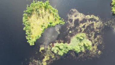 Göldeki güzel küçük yaz adalarının havadan görünüşü. Yeşil ormanlarla kaplı küçük adalar. Hava aracı yeşil ormanı olan küçük bir adanın üzerinden aşağı doğru uçuyor. - Evet. Yüksek kalite 4k görüntü