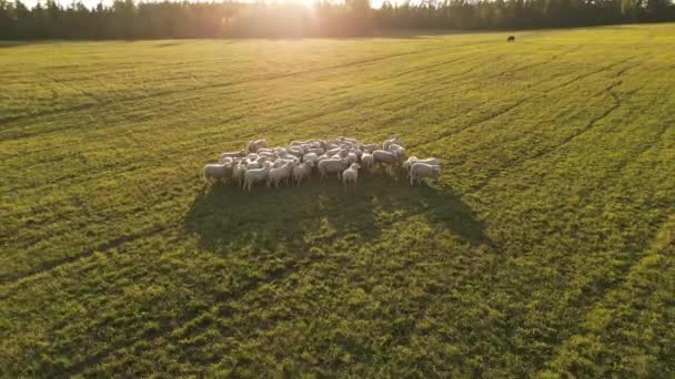 日没と緑の牧草地で羊の放牧の群れの空中ビュー 太陽が木を通って来る 白と茶色の羊がカメラを見ている 日没の子羊と羊 緑の牧草地 — ストック動画
