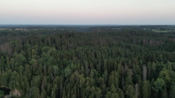 Сосновый Лес Является Природным Ресурсом Падение Леса Воздушных Беспилотников Выстрел — стоковое видео