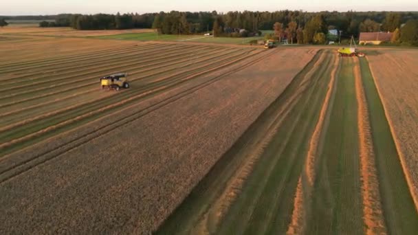 Colheitadeira Que Trabalha Campo Trigo Máquinas Agrícolas Que Trabalham Terras — Vídeo de Stock