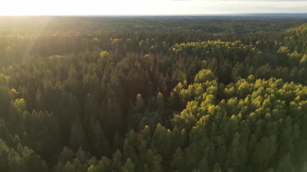 Fenyőerdő Egy Természeti Erőforrás Ősszel Erdei Drón Lövés Ellen Napsugarak — Stock videók