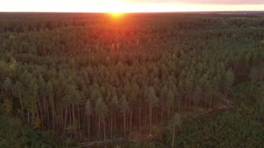 İnanılmaz günbatımı renkli sonbahar ormanı. Güneş hiç bitmeyen ormana parlıyor. Hava aracı günbatımı ışınlarıyla çam ağaçları üzerinde uçuyor. Ladin kozalaklı ağaçlar, karışık ormanlar, sarı yapraklar.