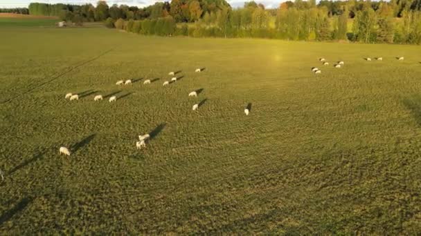 日没と緑の牧草地で羊の放牧の群れの空中ビュー 太陽が木を通って来る 白と茶色の羊がカメラを見ている 日没の子羊と羊 緑の牧草地 — ストック動画