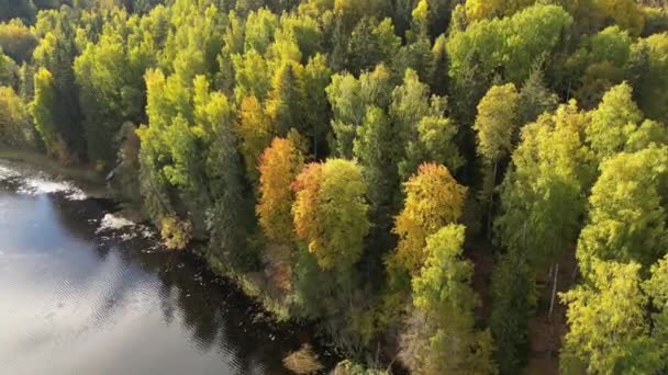 청록색 황록색 풍경의 숲이다 오렌지색 빨간색 나무들의 나무가 햇빛을 호수와 — 비디오