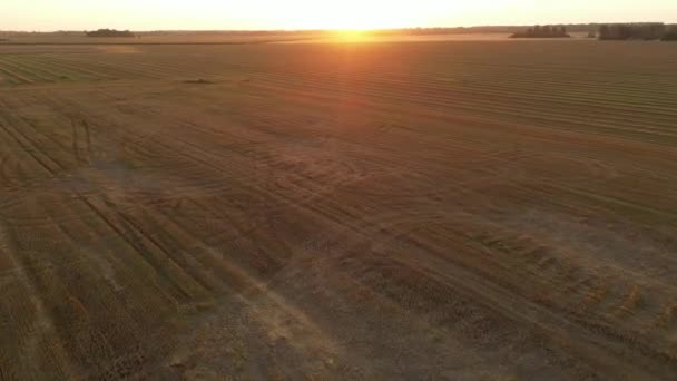 夏の夕方の夕日に黄色の小麦畑を飛んでいます 小麦農業は農業の概念を収穫する 農業産業 日没時に小麦畑を飛行するドローン 高品質4K映像 — ストック動画