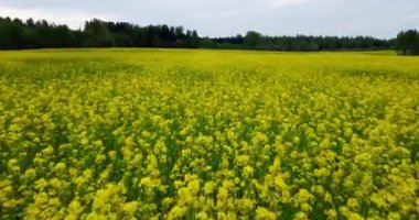Güneşli bir günde açan kolza tohumu tarlası, sarı tarla tohumu tarlası çiçek açmış. Hızlı hareket eden hareket bulanık drone kanola çiçeklerinin hava görüntüsü, çiçek açan kanola tarlası. Sarı çiçekli zengin hasat