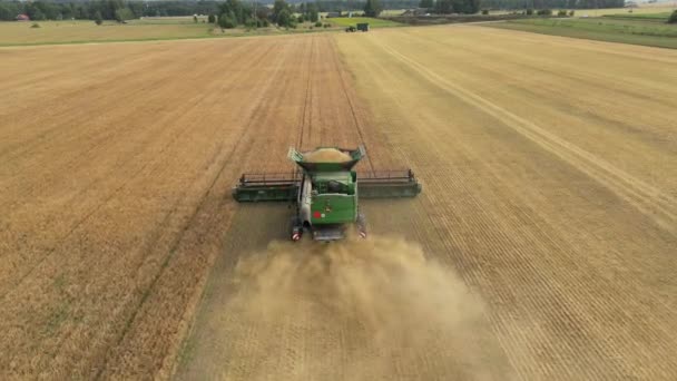 Búzamezőn Dolgozó Betakarító Gép Termés Begyűjtésének Évszaka Traktoros Munka Kukorica — Stock videók