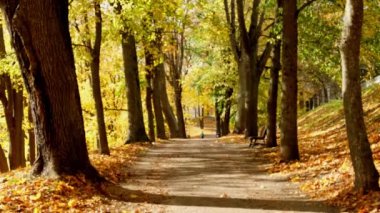 Günbatımı ve gündoğumuyla birlikte sonbahar ormanlarında koşan bir kadın. Sunny City Parkı 'nda koşan koşucu kadın, dışarıda egzersiz yapıyor. Güneşli bir sonbahar sabahı. Sağlıklı yaşam tarzı, triatloncu sporu 