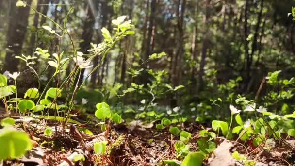 Wanderfüße Die Wald Spazieren Gehen Nahaufnahme Eines Beinmenschen Der Wald — Stockvideo