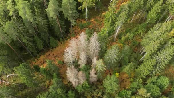 鸟瞰着绿林的死树 枯树因干旱和虫灾而受损 环境问题 气候变化 死而复生的森林 — 图库视频影像