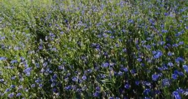 Cornflower üzerinde uçuş. Doğal tarım alanı ekin. Güzel çiçekler ve yaz doğa kompozisyonu. Buğday tarlasında mavi bir çiçek, yaban çiçeği otlakları hava manzarası. İnsansız hava aracı görüntüleri. 