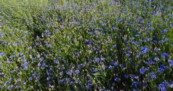 飞越Cornflower的田野 植物自然农业领域 美丽的花朵和夏日的自然构图 麦田里的蓝色玉米花 野花草原的空中风景 无人机画面 — 图库视频影像