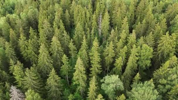 Veduta Aerea Alberi Morti Con Foresta Verde Alberi Morti Danneggiati — Video Stock