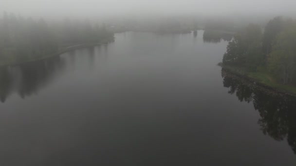 Nebbia Nebbia Che Soffia Sulla Pineta Alba Campagna Nebbiosa Paesaggio — Video Stock