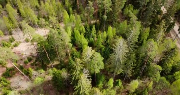 Zengin Yeşil Ağaçlar Atmosferik Kuşlar Zengin Yeşil Bir Ormanın Manzarası — Stok video
