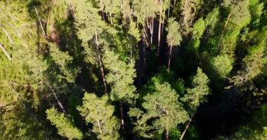 Zengin yeşil ağaçlar, atmosferik kuşlar zengin, yeşil bir ormanın manzarası. İnsansız hava aracı, ağaçların tepesinde uçuyor, çam ağaçları ve orman köpekleri vahşi doğayla iç içe. Vahşi yaşamı ve doğanın geniş görüntülerini kavra. 