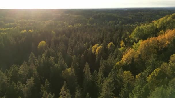 Árvores Verdes Ricas Pássaros Atmosféricos Vista Para Olhos Uma Rica — Vídeo de Stock