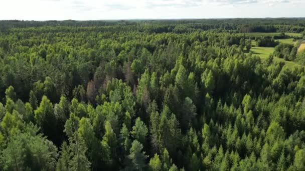 Zengin Yeşil Ağaçlar Atmosferik Kuşlar Zengin Yeşil Bir Ormanın Manzarası — Stok video