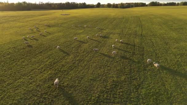 羊の群れの緑のフィールドで実行している 夏の日没の夜には羊や子羊 ウール生産 ラミングシーズン 家畜の群れ 空中ビュー ドローン映像 — ストック動画