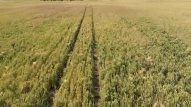 Buğday tarımı tarım sektörü konsepti güneş ışığı altında buğday tarlasında uçan dron. Yazın tarlada buğday hasadı eski yel değirmeninin yanından uçuyor. Rüzgar Güç Türbinleri 