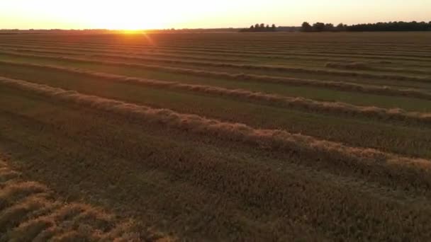 Yaz Akşamı Günbatımında Sarı Buğday Tarlasında Uçmak Buğday Tarımı Tarım — Stok video