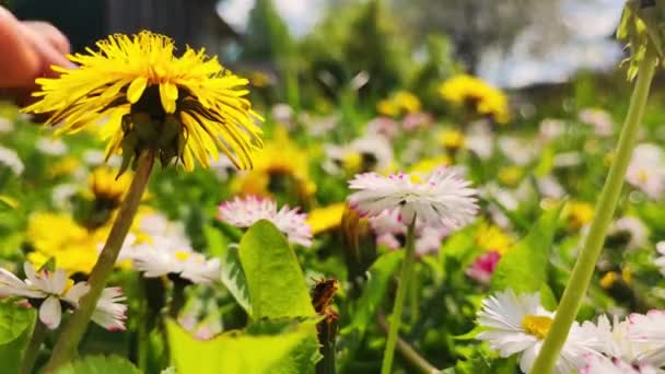 Männer Füße Gehen Auf Dem Grünen Sommer Grasfeld Mit Blumen — Stockvideo