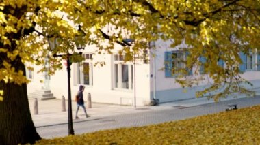 Rengarenk sonbahar yaprakları, sokakta yürüyen insanlar ve araba kullanan insanlar. Altın ağaç yaprakları. Rüzgarın estiği renkli akçaağaç yaprağı. Altın ağaç yaprakları yavaş çekimde düşüyor. .