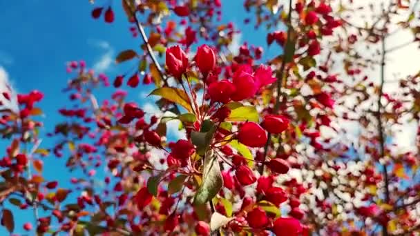 Ροζ Λουλούδια Κερασιάς Κοντά Φωτεινή Floral Σκηνή Φυσικό Φωτισμό Άνθος — Αρχείο Βίντεο