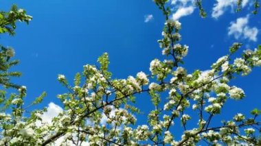 Kiraz ağacında açan kiraz çiçeğinin beyaz çiçekleri zaman su yüzüne çıkar. Mavi gökyüzüne karşı çiçek açan çiçeklerin ve geçen bulutların zamanlanmış görüntüleri. Verimli bir bitkinin çiçeği, elma.