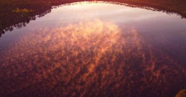 Göldeki sis, sislerin üzerinde uçan drone görüntüleri gölet bataklık gölünü doldurdu. Güneş ışınları geliyor, altın güneş ışığı su yüzeyinde hareket eden turuncu bir sis oluşturuyor. Yeşil orman ve sis. Yaz sabahı.