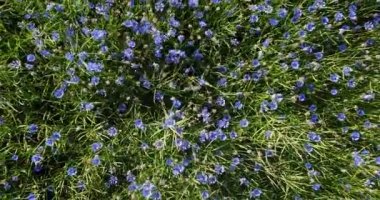 Cornflower üzerinde uçuş. Doğal tarım alanı ekin. Güzel çiçekler ve yaz doğa kompozisyonu. Buğday tarlasında mavi bir çiçek, yaban çiçeği otlakları hava manzarası. İnsansız hava aracı görüntüleri. 