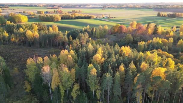 Hermoso Otoño Colorido Bosque Paisaje Bosque Natural Otoñal Majestuosa Vista — Vídeos de Stock