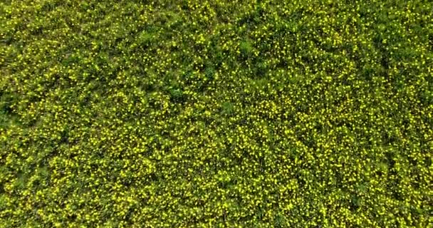 공중에서 드론을 노란색 밀밭을 갑니다 민들레의 들판에 라피스 초원의 초록빛 — 비디오