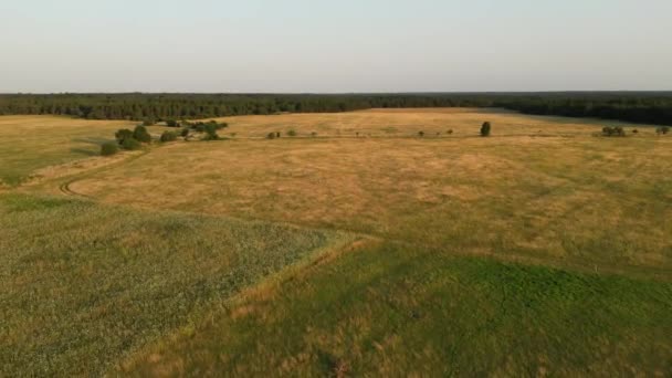 Hava Aracı Gün Batımında Buğday Tarlasında Uçuyor Buğday Tarımı Tarım — Stok video