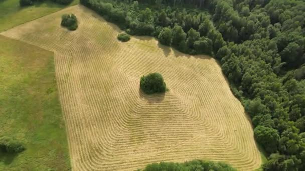 Drone Volando Sobre Campo Trigo Atardecer Agricultura Trigo Cosecha Concepto — Vídeos de Stock