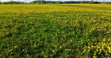 Karahindiba tarlasında uçuyor, bulutlar tarlanın üzerinde hareket ediyor. Güneş parlıyor. Yumuşak bulutlar. Yeşil tarlada sarı karahindiba çiçekleri, bitkisel çiçekler, baharda karahindiba çiçekleri. Yüksek kaliteli FullHD görüntüler