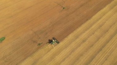 Buğday tarlasında çalışan hasat makinesi, tarım makineleri altın olgunlaşmış buğday tarlalarında hasat sırasında çalışıyor. Ekin toplama mevsimi, 4k, gün batımında tahıl toplama..