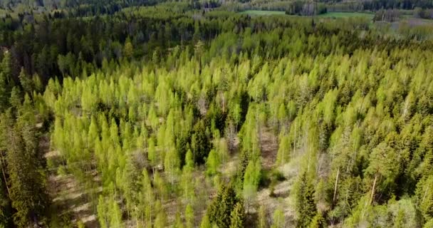 Tapas Árboles Contra Cielo Soleado Bosque Mixto Coníferas Verdes Árboles — Vídeos de Stock